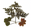 Description: E:\# SEN'NIN SITE\public_html\gendai\mikajo\leaves88.gif